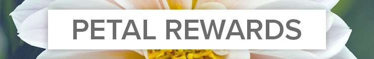 Earn reward points on every purchase with Flowers By Coley Las Vegas!